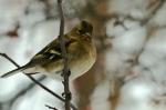 Buchfink (Weibchen)- Fringilla coelebs