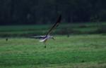 Storch im Flug