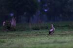 Storch