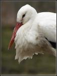 Storch