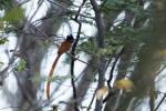 Flycatcher Malawi