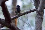 Flycatcher Malawi