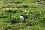 Vögel auf Farne Islands