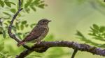 Gartenrotschwänzchen Jungvogel