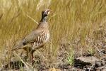 Rothuhn (Alectoris rufa) oder Felsenhuhn (Alectoris barbara)?