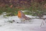 Rotkehlchen im Schnee