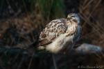 bussard im spot