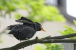 Amsel ohne Schwanz