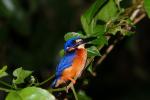 Blue eared Kingfisher (Malaysia - Borneo)