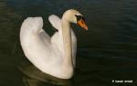 Der Schwan