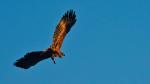 Seeadler