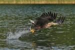 Seeadler