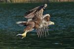 Seeadler 5