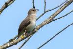 Singvogel in Wassernähe 4