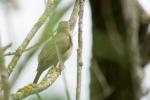 Singvogel in Wassernähe 6