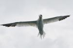 Gannets4