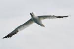 Gannets3