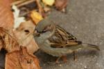 Spatz im Herbst