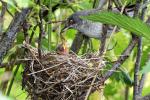 Sperbergrasmücke am Nest 4