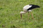 Storch