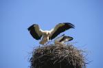 Storch