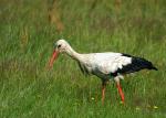 Storch 5