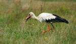 Storch 2