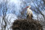 Storch