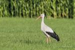 Storch_3