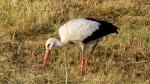 Storch auf Futtersuche