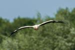 Storch2