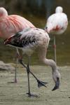 junger Flamingo