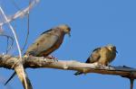 Mourning doves