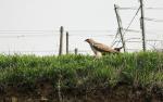 Bussard