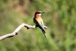 Bienenfresser