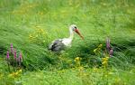 Storch