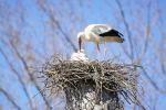 Störche im Nest