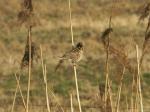 Vogel auf Schilfrohr