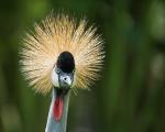 Vogel?
