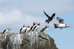 Vögel auf Farne Islands
