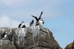 Vögel auf Farne Islands