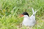 Vögel auf Farne Islands