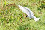 Vögel auf Farne Islands