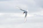 Vögel auf Farne Islands