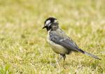 Unbekannter Vogel im Gras