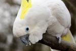 Cacatua galerita