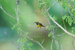 Olive-backed Sunbird 01