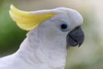 Cockatoo03