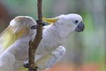 Cockatoo04