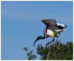 Sacred Ibis